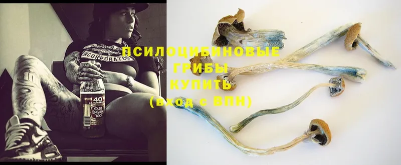 купить   Козельск  Галлюциногенные грибы Magic Shrooms 